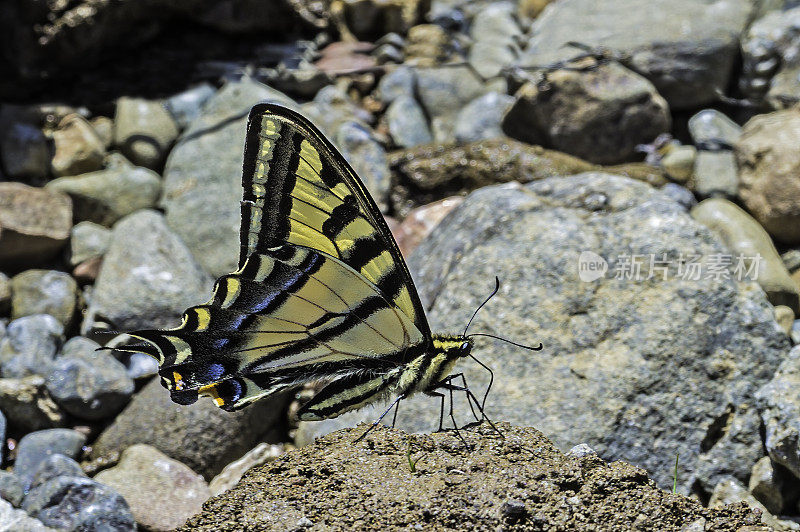 Papilio rutulus，西方虎燕尾蝶，是一种常见的燕尾蝶，发现于Modini Mayacamas保护区，索诺马县，加利福尼亚州。